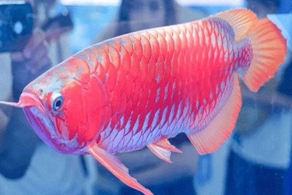 Sở Y tế TP.HCM phản hồi vụ tai biến thẩm mỹ nâng ngực, gọt cằm tại BV ở Quận 10-2