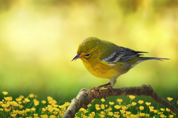 Đầu tháng 12, 3 con giáp đón tin vui bất ngờ, sự nghiệp đột phá, tài lộc trên trời rơi xuống-2