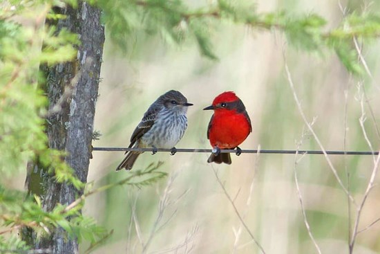 Đầu tháng 12, 3 con giáp đón tin vui bất ngờ, sự nghiệp đột phá, tài lộc 