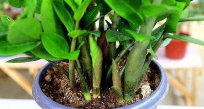 Nuôi cây kim tiền bằng 2 thìa này mỗi tháng, lá xanh như bôi mỡ, chồi non mọc tua tủa-3