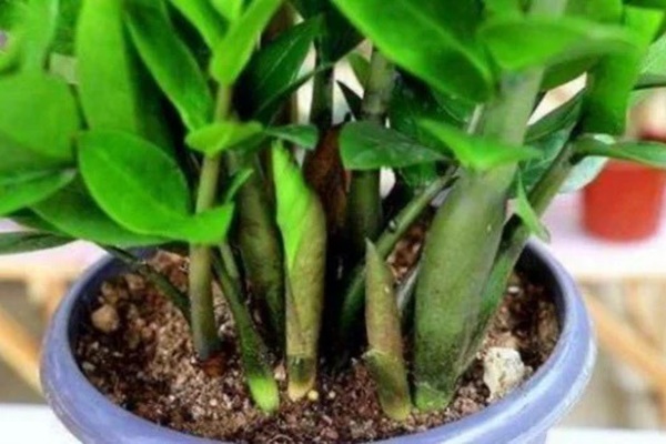 Làm thế nào để cây kim tiền ra hoa?-4