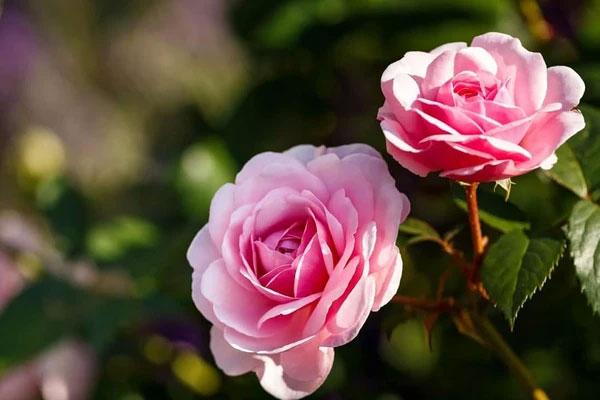 Tử vi 12 con giáp ngày 28/11: Dần, Sửu vạn sự hanh thông, Mùi sự nghiệp khởi sắc-2