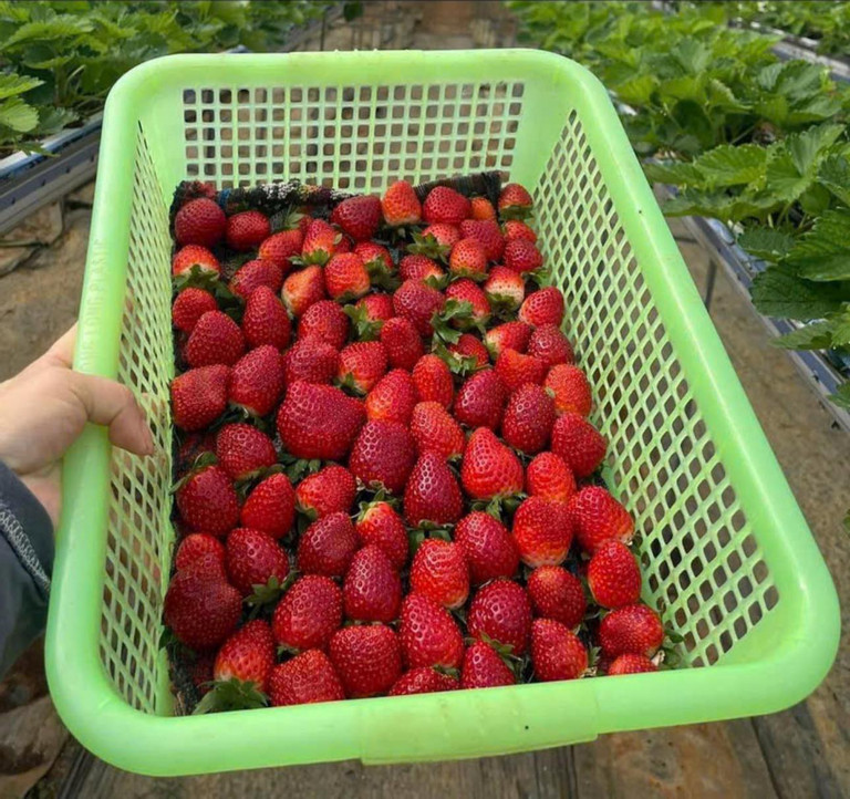 Quả đặc sản Sơn La hái không kịp bán, ở Hà Nội đắt nhất 1 triệu/kg-1