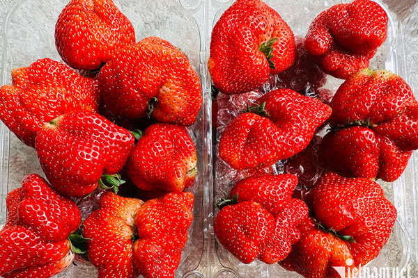 Loại quả nhìn như quả nho, có bao nhiêu cũng bán hết, giá bán đến 600.000 đồng/kg-3