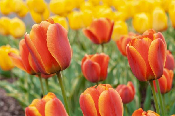 3 điềm tốt lành về sự giàu có sẽ đến vào năm 2024 với người tuổi Thìn, nếu bạn tìm thấy 1 dấu hiệu thì xin chúc mừng-3