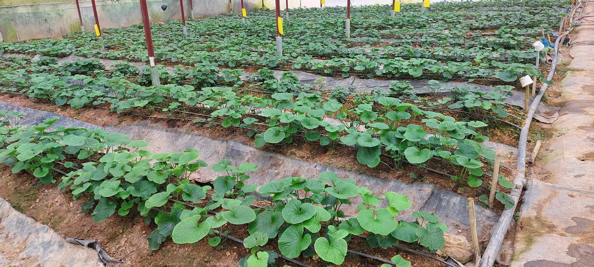 Lá non của cây này bán 200.000 đồng/kg, nhà vườn thu không đủ bán-1