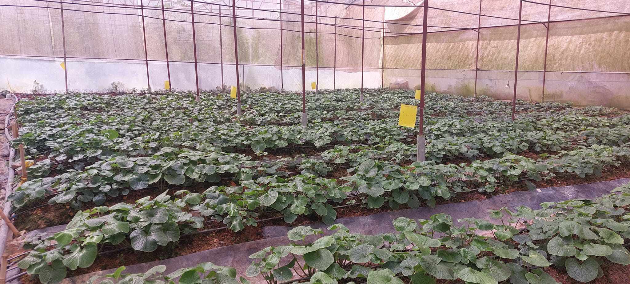 Lá non của cây này bán 200.000 đồng/kg, nhà vườn thu không đủ bán-2