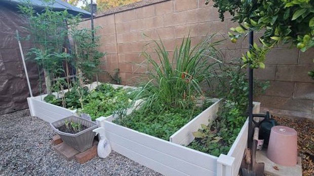 Cận cảnh biệt thự triệu đô 700m2 tại Mỹ của chị đẹp Thu Phương, có cả cây trái quen thuộc ở Việt Nam-8