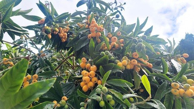 Cận cảnh biệt thự triệu đô 700m2 tại Mỹ của chị đẹp Thu Phương, có cả cây trái quen thuộc ở Việt Nam-10