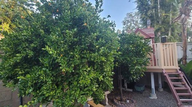 Cận cảnh biệt thự triệu đô 700m2 tại Mỹ của chị đẹp Thu Phương, có cả cây trái quen thuộc ở Việt Nam-11