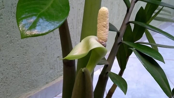 Làm thế nào để cây kim tiền ra hoa?-1