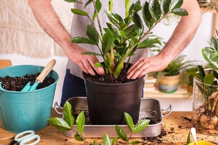 Làm thế nào để cây kim tiền ra hoa?-2