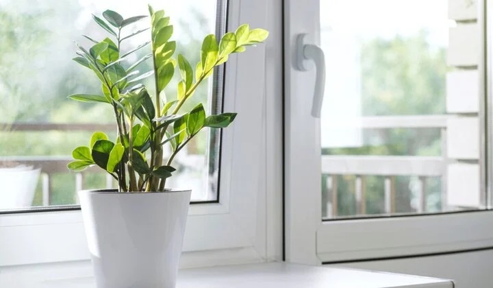 Làm thế nào để cây kim tiền ra hoa?-3