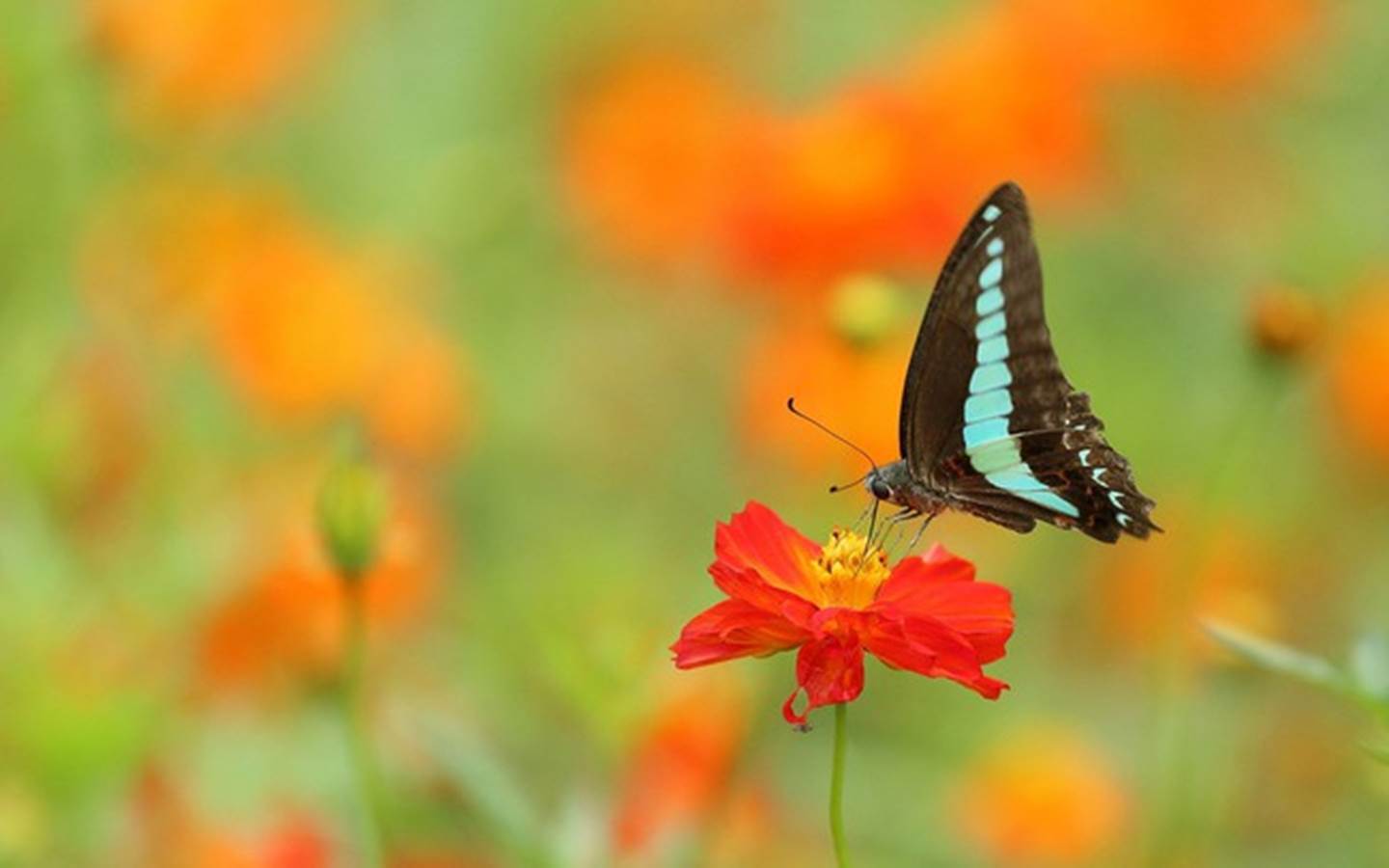 Phúc lộc song toàn: Ai sinh tháng Âm lịch này có vận may tài chính, càng già càng sung túc, giàu có-4