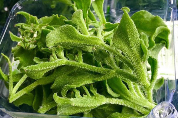 Loại rau bắt mắt, trước ít ai hay nay xuống phố ví như đặc sản lộc trời, giá hốt bạc-5