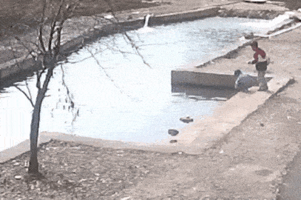 Clip: Ngoạn mục cảnh dùng máy xúc cứu bò bị nước cuốn trôi-1