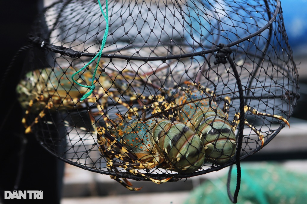 Trăm tấn tôm hùm bông ế hàng: Dân gồng nợ, chờ thời-1