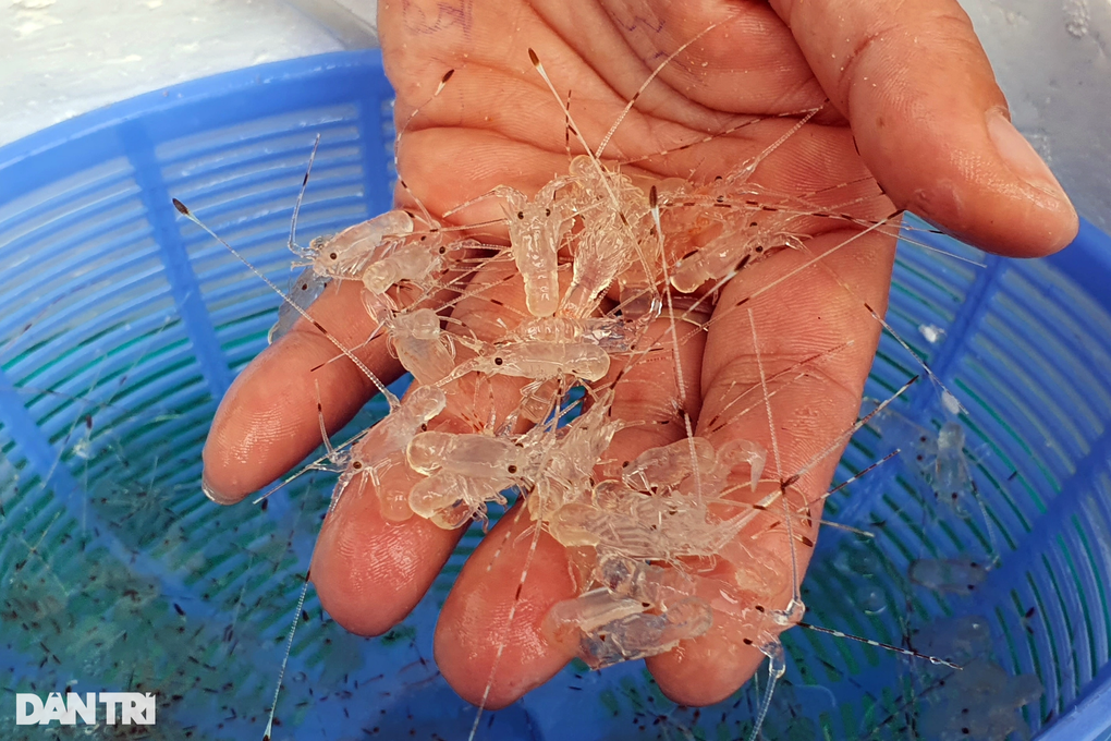 Trăm tấn tôm hùm bông ế hàng: Dân gồng nợ, chờ thời-4