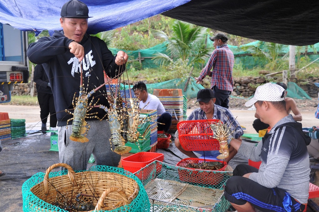 Trăm tấn tôm hùm bông ế hàng: Dân gồng nợ, chờ thời-2