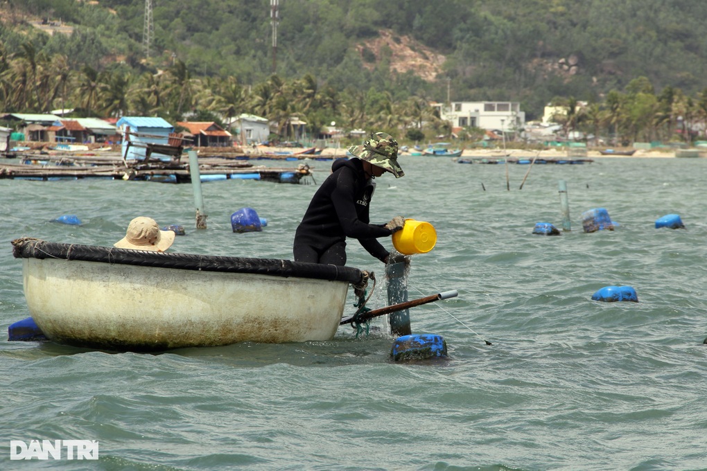 Trăm tấn tôm hùm bông ế hàng: Dân gồng nợ, chờ thời-3