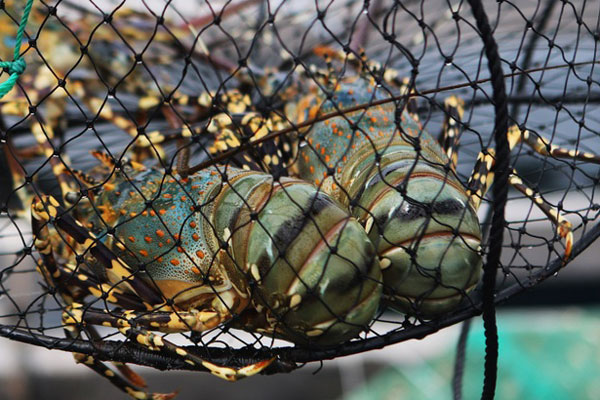 Tôm càng xanh giảm giá, lượng khách mua cũng giảm một nửa-3