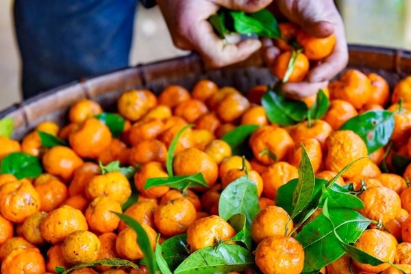 Một loại vỏ trái cây mà người Việt bỏ đi, hóa ra lại là thần dược đại bổ” trong Đông y-2