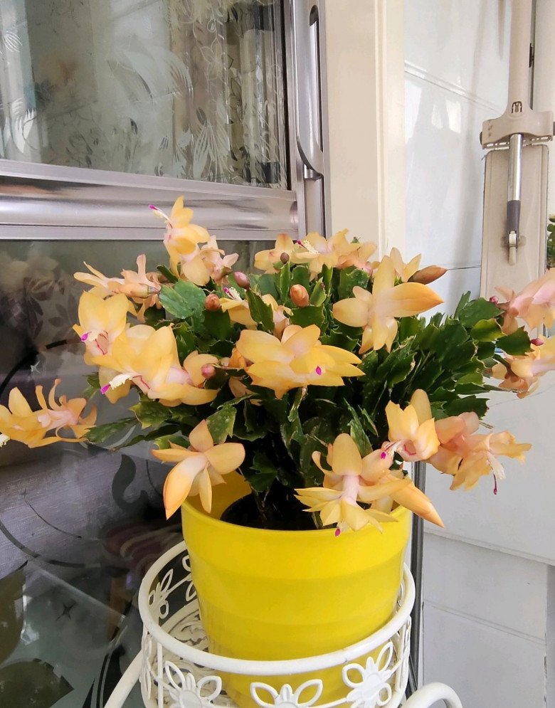 Cây cảnh vạn lượng vàng”, nghe tên đã thấy giàu sang phú quý, người lười” cũng trồng được-1