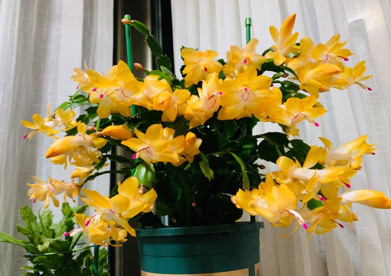 Cây cảnh vạn lượng vàng”, nghe tên đã thấy giàu sang phú quý, người lười” cũng trồng được-2