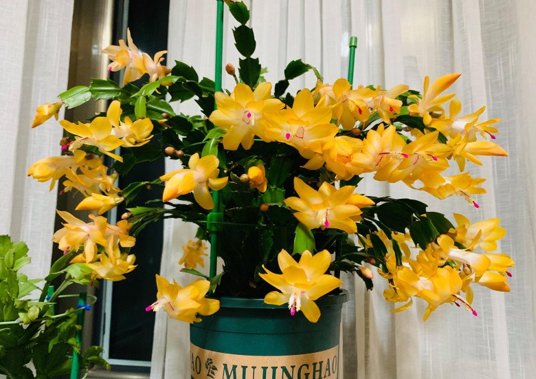 Cây cảnh vạn lượng vàng”, nghe tên đã thấy giàu sang phú quý, người lười” cũng trồng được-3