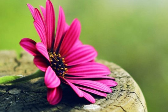 Tử vi ngày 1/12/2023: Tuổi Tý thêm phần quyết đoán, tuổi Tuất mưu sự dễ thành