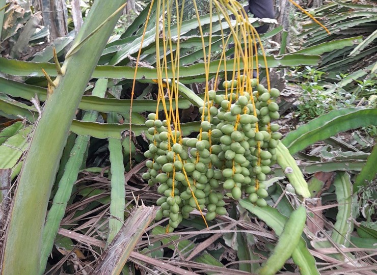 Loại quả nhìn như quả nho, có bao nhiêu cũng bán hết, giá bán đến 600.000 đồng/kg-1