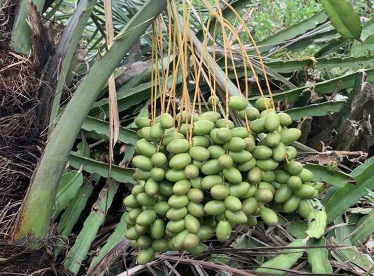 Loại quả nhìn như quả nho, có bao nhiêu cũng bán hết, giá bán đến 600.000 đồng/kg-2