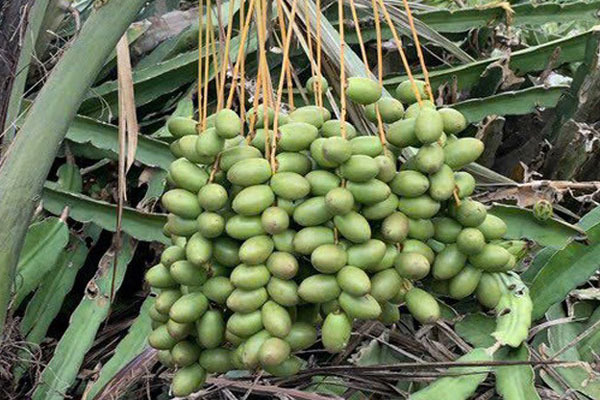 Không phải là thóc, thứ này của cây lúa cũng là mỏ vàng” mà ít ai biết-3