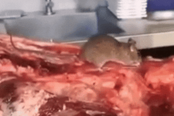 Clip: Đang ngồi ăn, người đàn ông bất ngờ bị chuột rơi trúng đầu-1