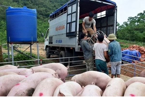 Giá lợn hơi giảm mạnh, người chăn nuôi bất an-1