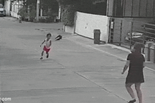 Clip: Đang chơi trên đường, bé trai bị quạ dữ tấn công liên tục
