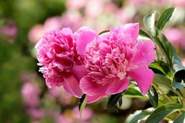 Từ tháng 12, 3 con giáp đón lộc lớn lộc nhỏ, vượt qua khó khăn, kinh tế sung túc-1