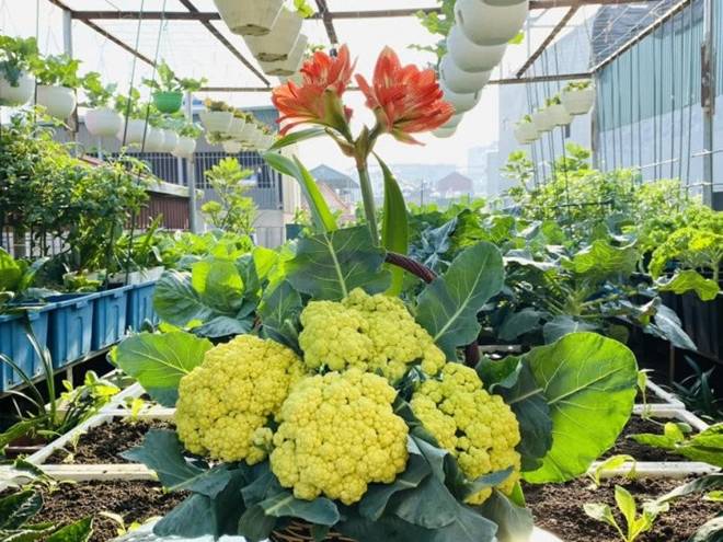 Mẹ đảm Hà Nội mát tay xây vườn trên sân thượng, có vụ thu hoạch cả trăm cân dưa lưới-3