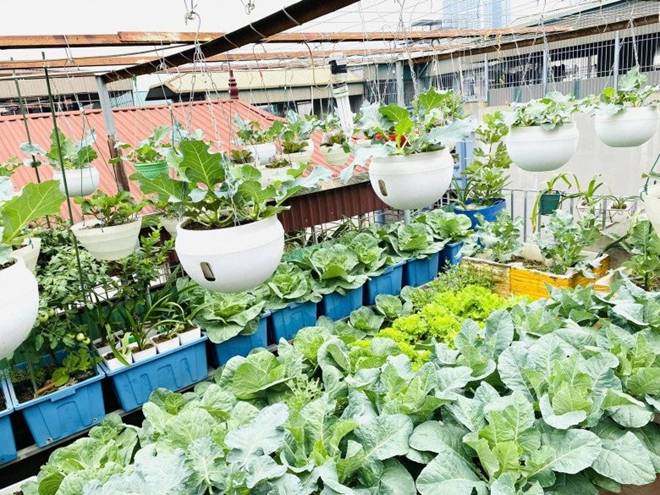 Mẹ đảm Hà Nội mát tay xây vườn trên sân thượng, có vụ thu hoạch cả trăm cân dưa lưới-4