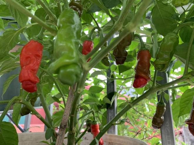 Mẹ đảm Hà Nội mát tay xây vườn trên sân thượng, có vụ thu hoạch cả trăm cân dưa lưới-5