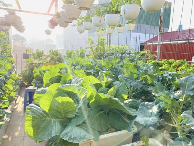 Mẹ đảm Hà Nội mát tay xây vườn trên sân thượng, có vụ thu hoạch cả trăm cân dưa lưới-6