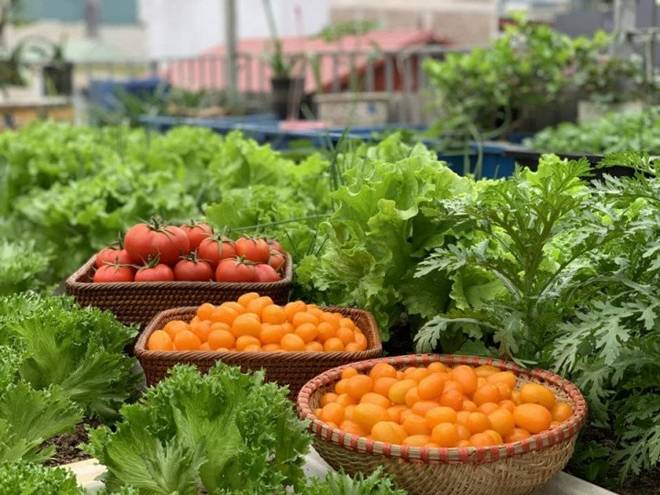 Mẹ đảm Hà Nội mát tay xây vườn trên sân thượng, có vụ thu hoạch cả trăm cân dưa lưới-7