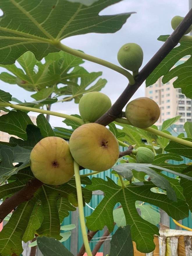Mẹ đảm Hà Nội mát tay xây vườn trên sân thượng, có vụ thu hoạch cả trăm cân dưa lưới-8