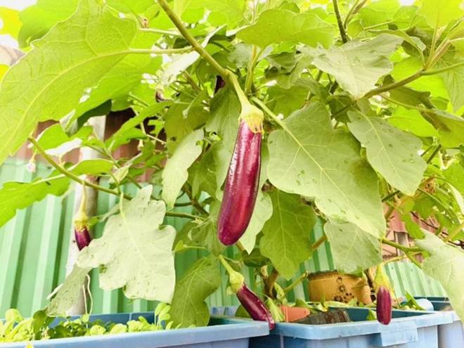 Mẹ đảm Hà Nội mát tay xây vườn trên sân thượng, có vụ thu hoạch cả trăm cân dưa lưới-13