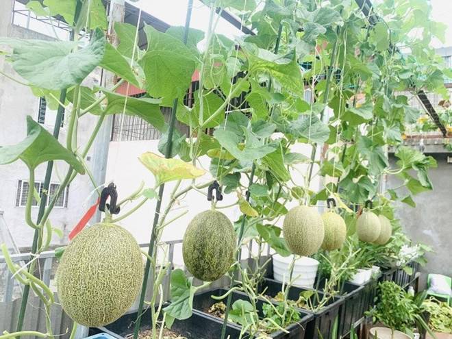 Mẹ đảm Hà Nội mát tay xây vườn trên sân thượng, có vụ thu hoạch cả trăm cân dưa lưới-14