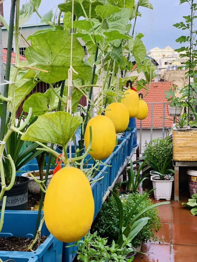 Mẹ đảm Hà Nội mát tay xây vườn trên sân thượng, có vụ thu hoạch cả trăm cân dưa lưới-15