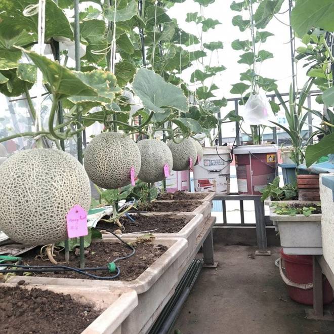 Mẹ đảm Hà Nội mát tay xây vườn trên sân thượng, có vụ thu hoạch cả trăm cân dưa lưới-16