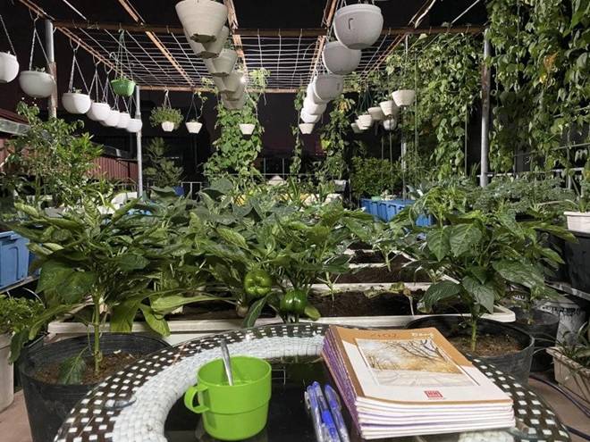 Mẹ đảm Hà Nội mát tay xây vườn trên sân thượng, có vụ thu hoạch cả trăm cân dưa lưới-18