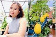 Mẹ đảm Hà Nội mát tay xây vườn trên sân thượng, có vụ thu hoạch cả trăm cân dưa lưới