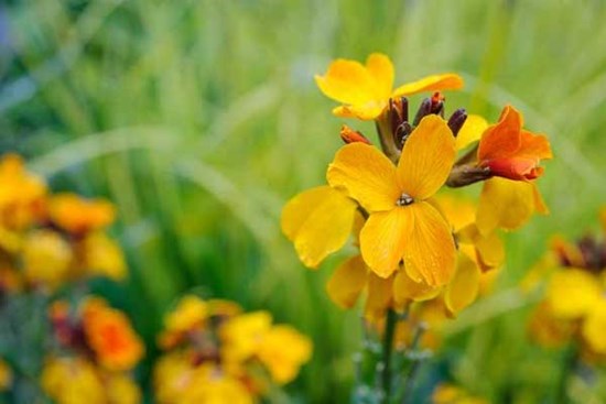 Tử vi ngày 2/12/2023: Tuổi Mùi thành tích đáng nể, tuổi Dậu tiến thoái lưỡng nan